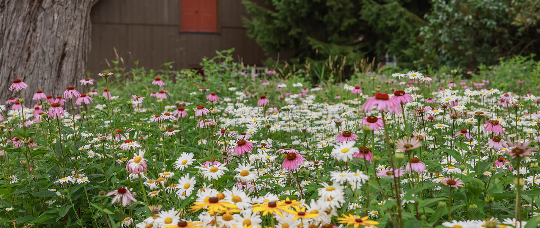 Wildflowers for a Greener World