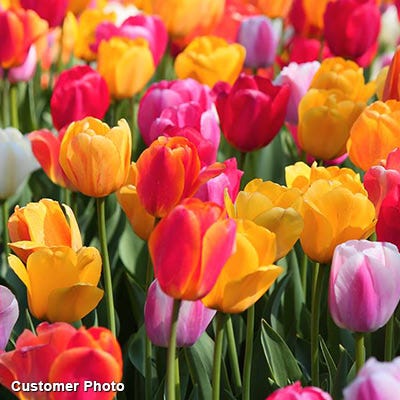 Fall-Planted Bulbs On Sale